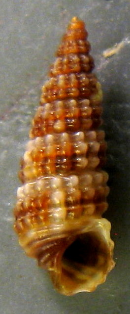 Tenerife,Canarie - Famiglia Cerithiidae